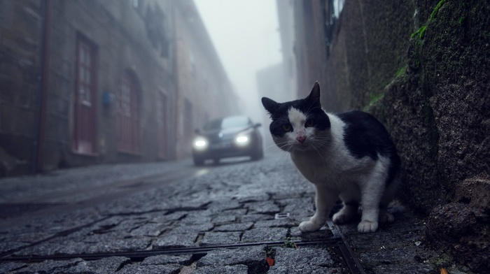 cat, photography, street, cobblestone, animals, worms eye view