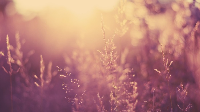 photography, sunset, plants, depth of field, nature
