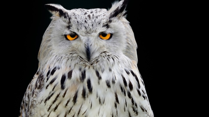 owl, animals, photography