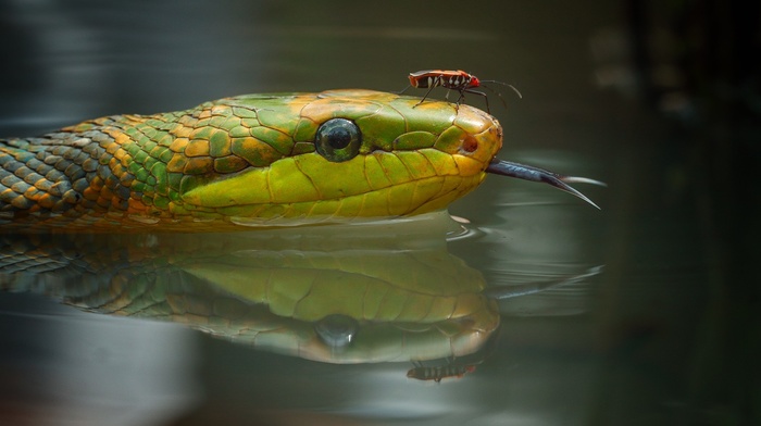 snake, reptiles, reflection, photography, animals