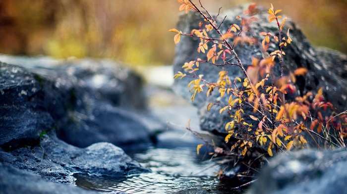 water, plants, nature