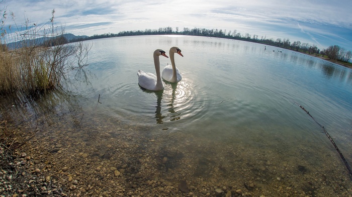 nature, animals, birds, photography, swan