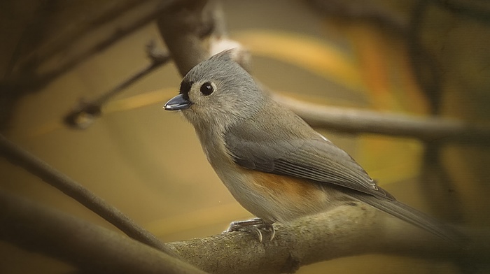 birds, nature, animals, photography