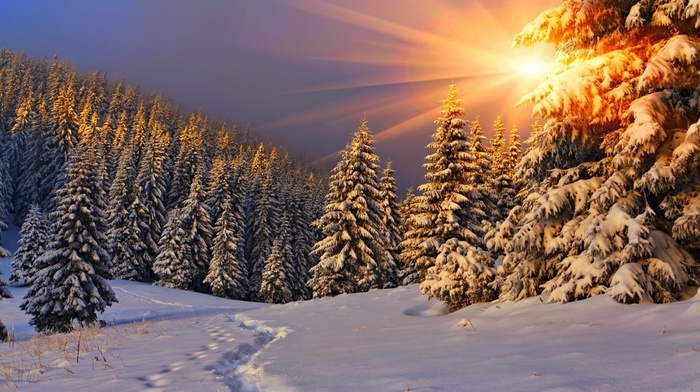 sunlight, pine trees, trees, nature, sun rays, footprints, winter, Sun, snow, forest