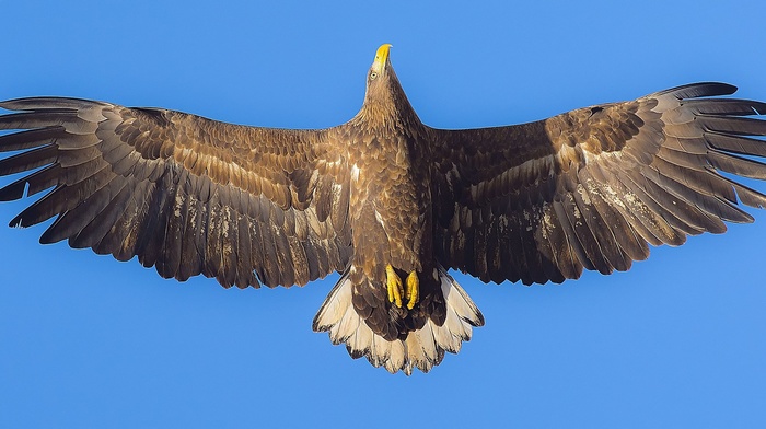 eagle, animals, photography