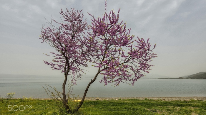 sea, photography, trees