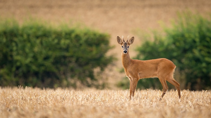 animals, photography, deer