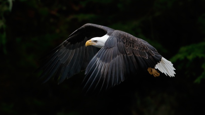 photography, animals