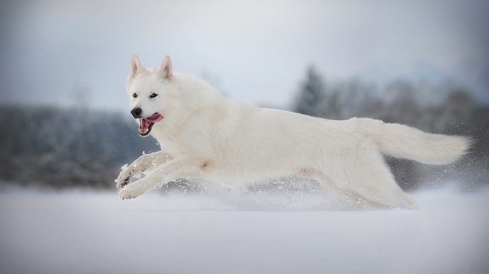 photography, animals