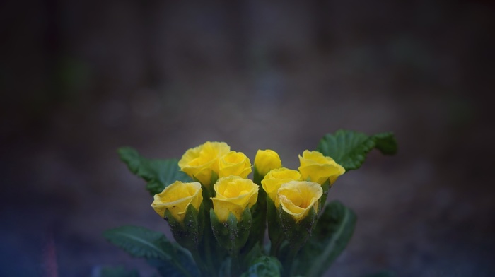 nature, photography