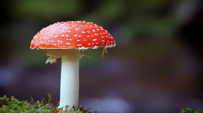 photography, mushroom