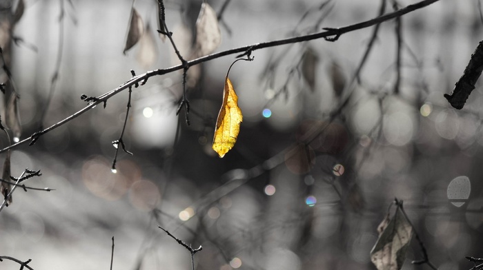 water drops, leaves