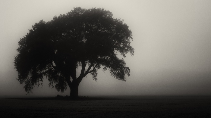 mist, monochrome, trees