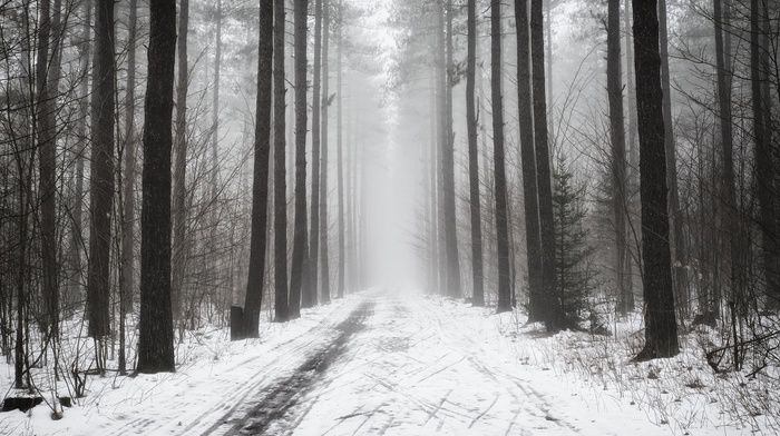 trees, winter