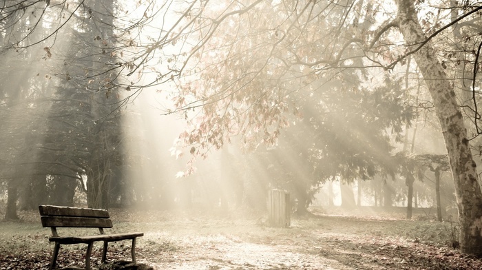 photography, trees, bench, park, sun rays, nature