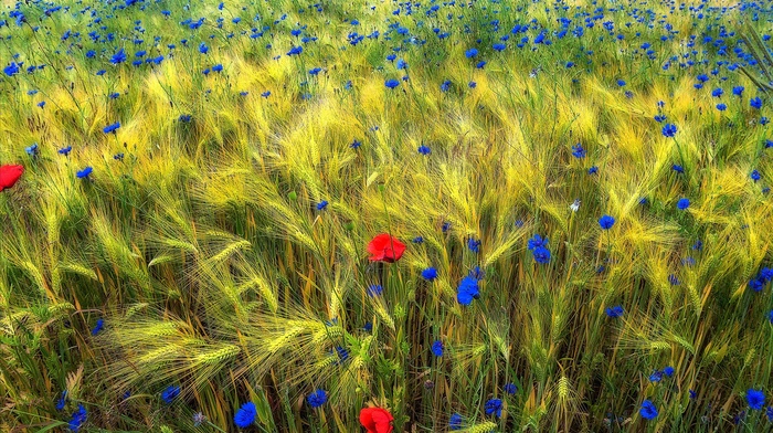 plants, nature, flowers, field