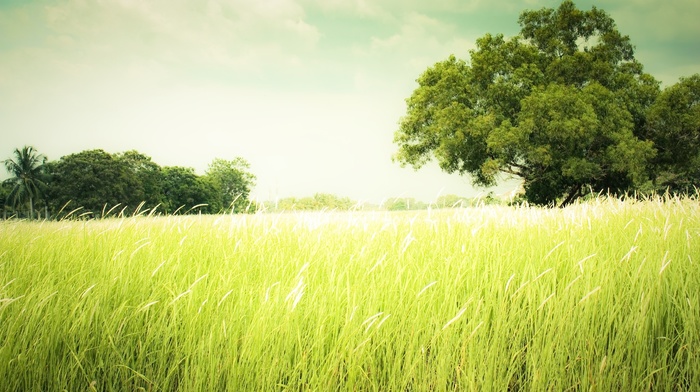 trees, summer, green, field, photography, plants, nature, landscape