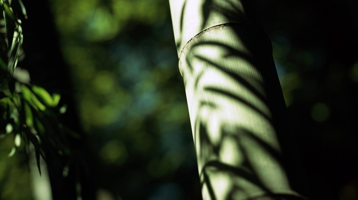 bamboo, plants, depth of field, trees, nature, photography
