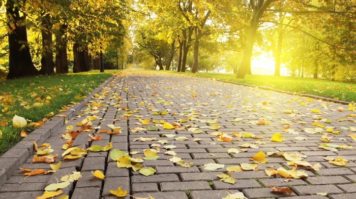park, pavements, leaves, photography, Sun, trees, nature