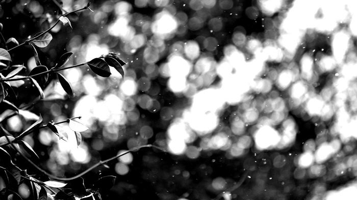 nature, plants, photography, branch, monochrome, depth of field, leaves