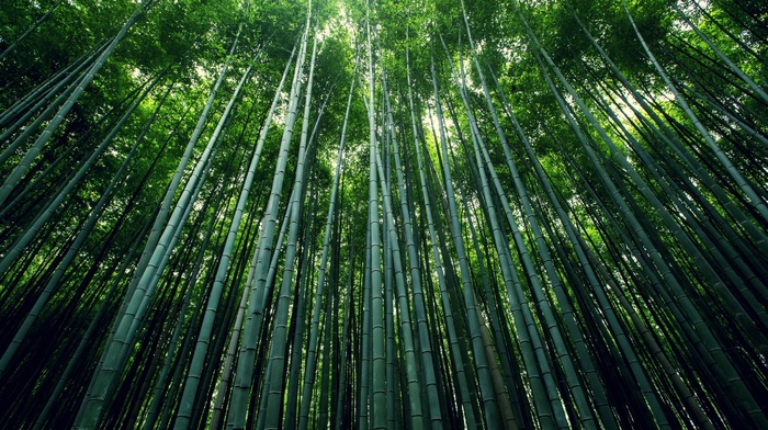 bamboo, trees
