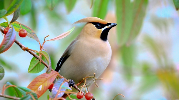 birds, animals, waxwings