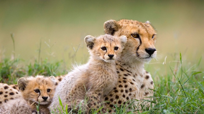 baby animals, mammals, cheetah, animals
