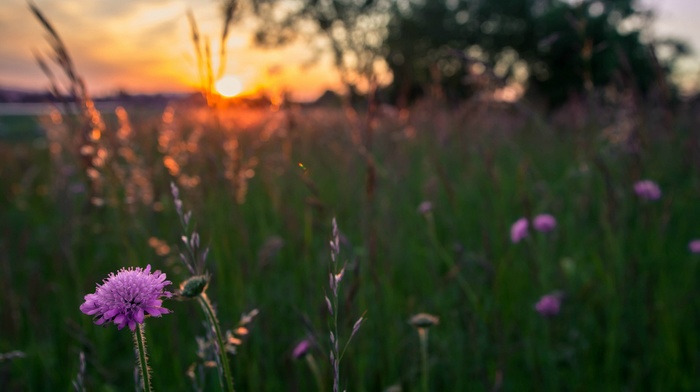 grass, landscape, flowers