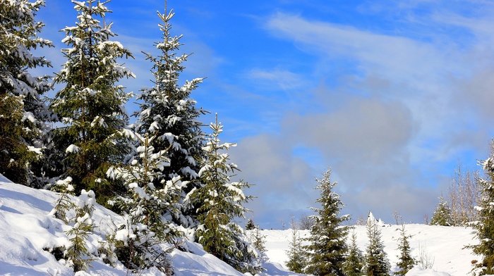landscape, pine trees, snow
