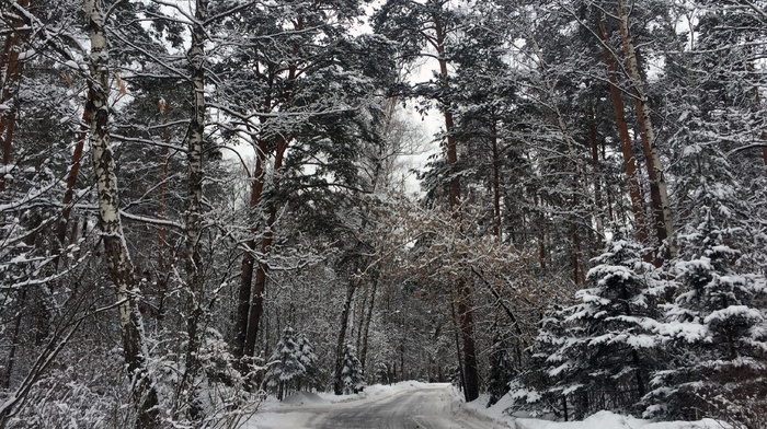 trees, snow