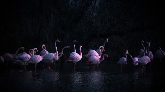 nature, birds, photography