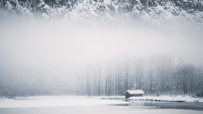 snow, pine trees, landscape