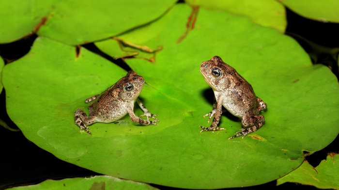macro, amphibian