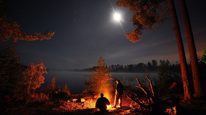 pine trees, lake, camping, landscape