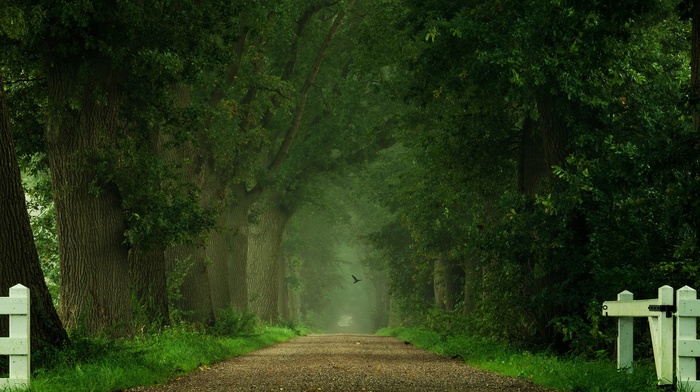 trees, photography