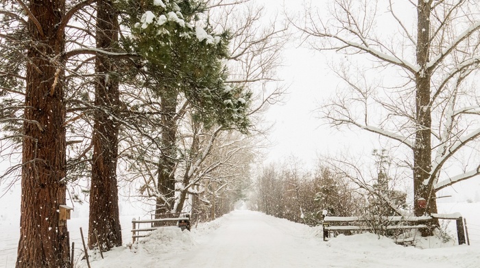 trees, snow