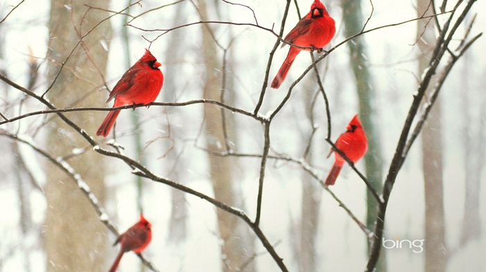 animals, birds, nature, Cardinals