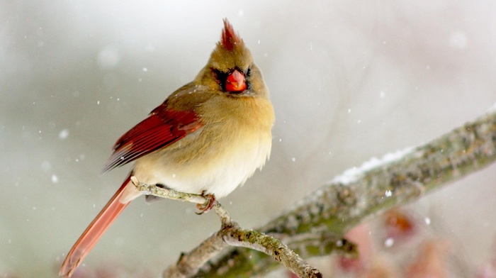 Cardinals, nature, animals, birds