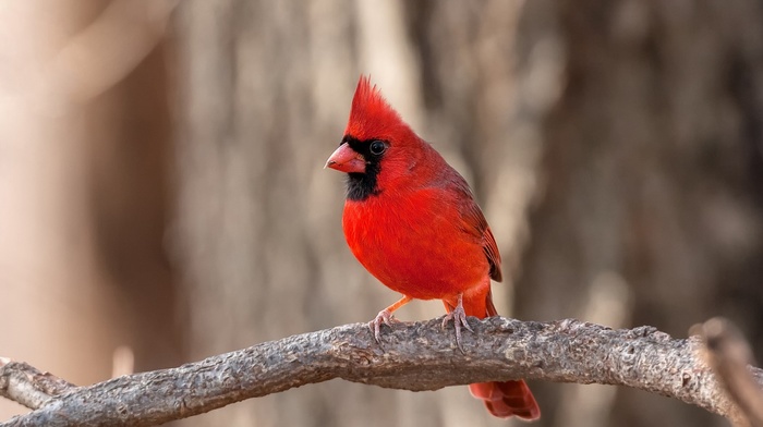 Cardinals, animals, nature, birds