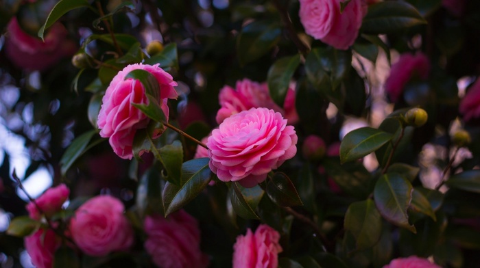 photography, flowers, pink roses