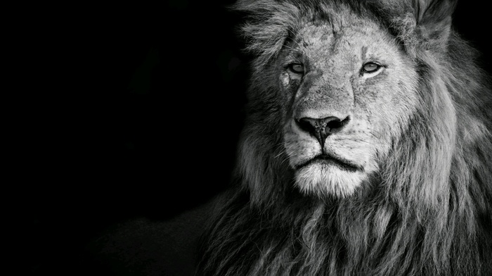 lion, animals, photography