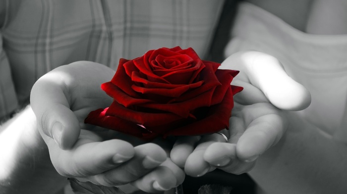 rose, selective coloring, photography