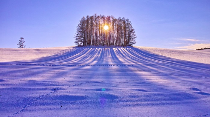 trees, winter, snow, sunlight, landscape