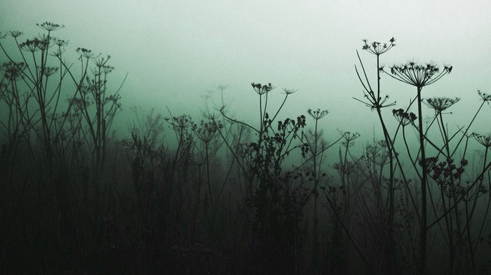 plants