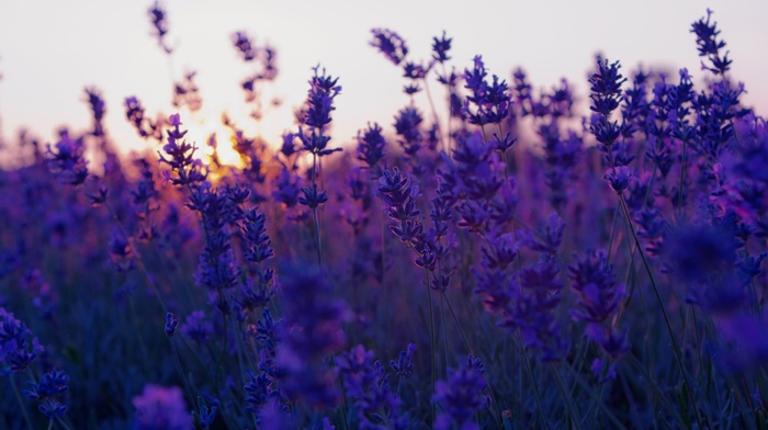 sunset, nature, photography, depth of field, plants, field
