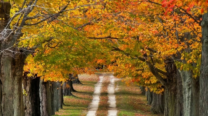 trees, nature