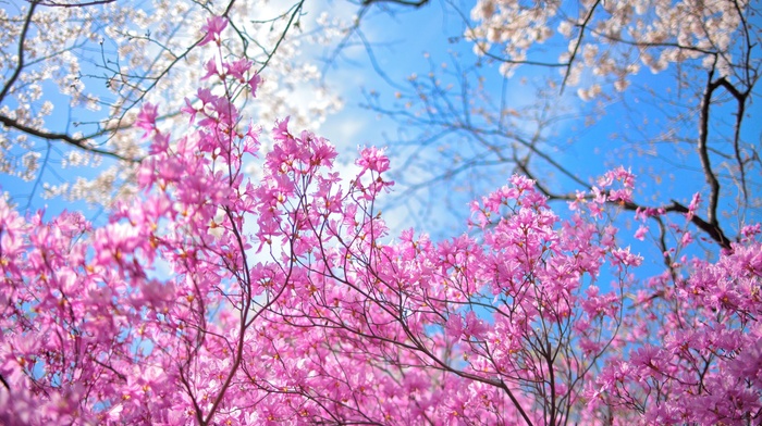 nature, flowers