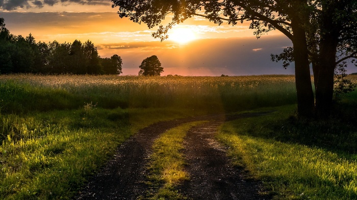 road, nature, trees