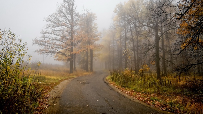 trees, road, nature