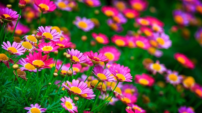 flowers, nature